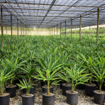 Palma konopná (Trachycarpus fortunei) - výška 60-80 cm, výška kmeňa 10-15 cm, kont. C10L (-17°C)